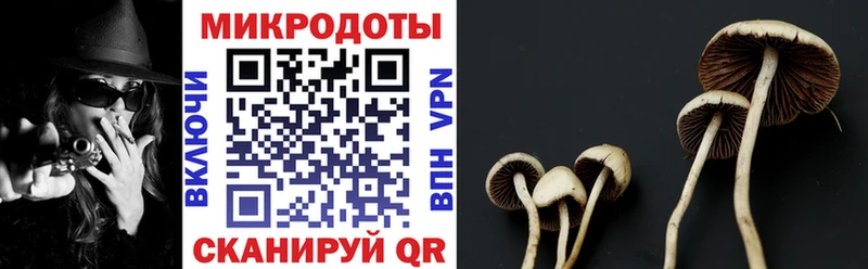 Псилоцибиновые грибы Psilocybe Реутов